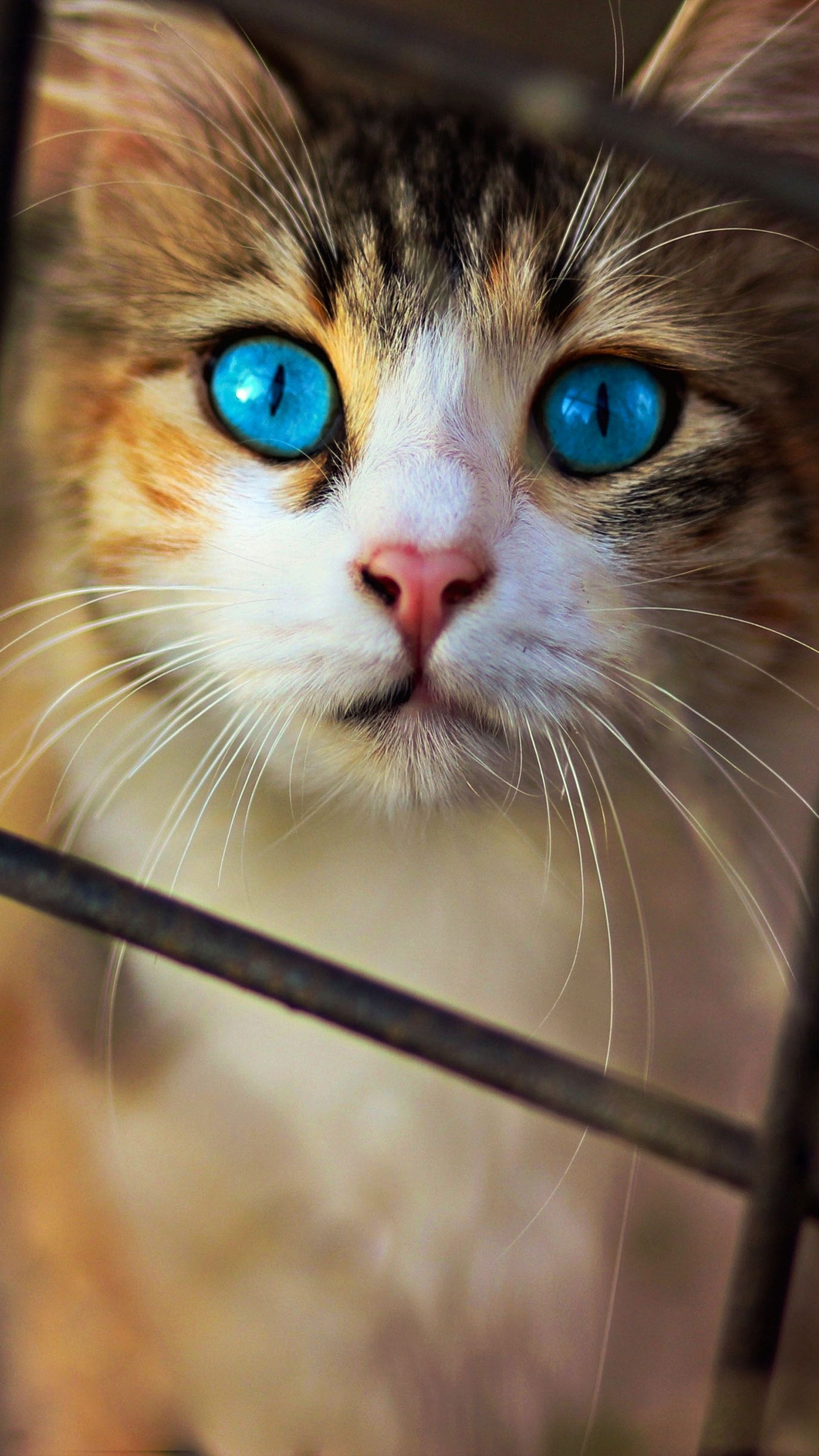 Cat HD Mobile Wallpapers Wallpaper Cave