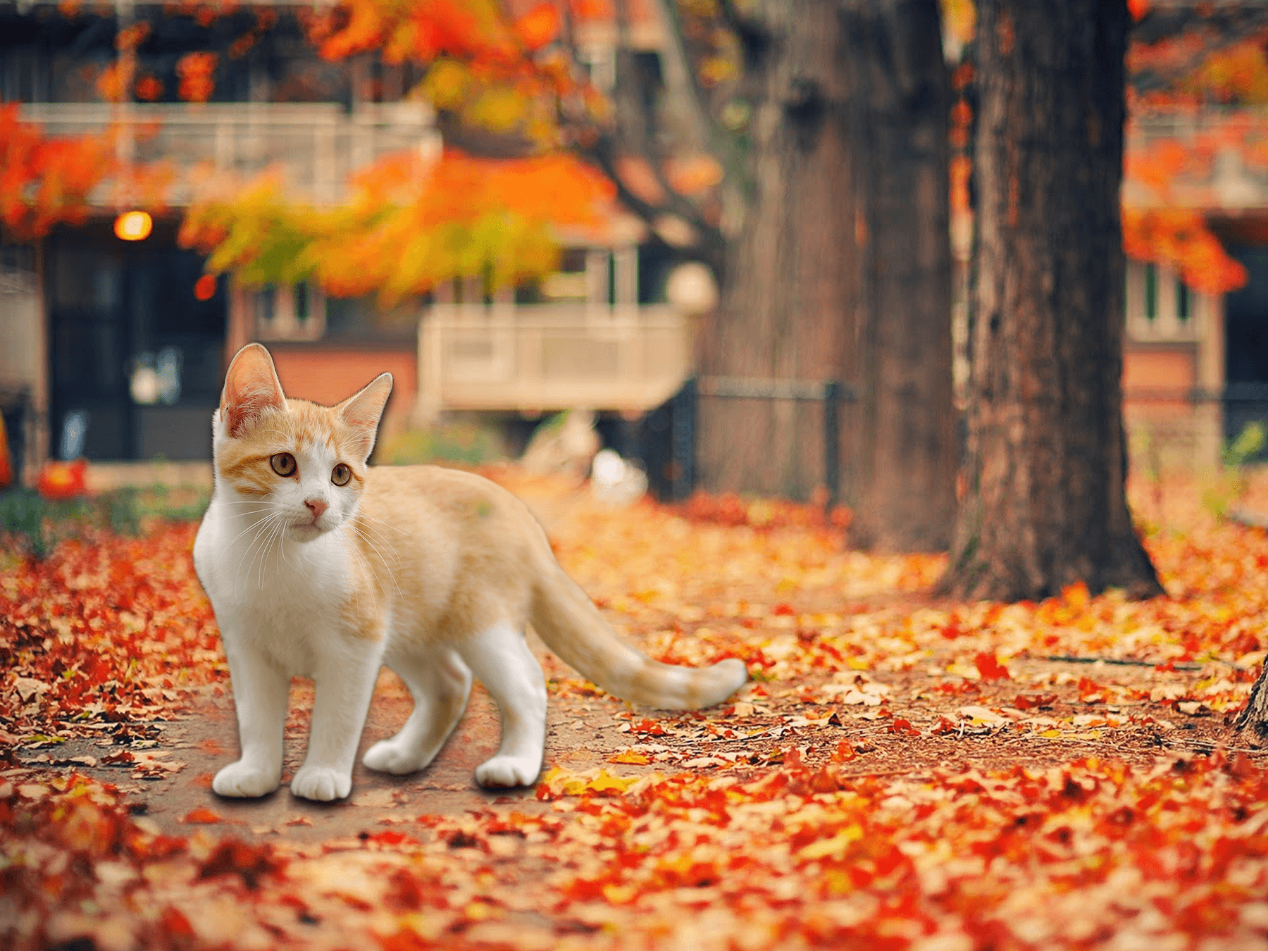 Cats And Thanksgiving Wallpapers Wallpaper Cave