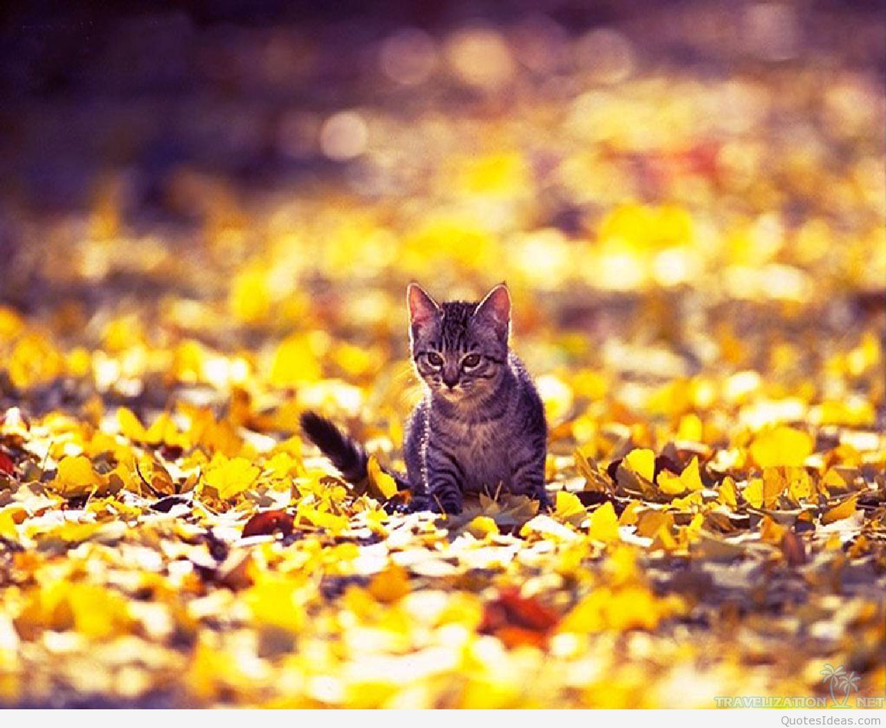 Cats Autumn Wallpapers Wallpaper Cave