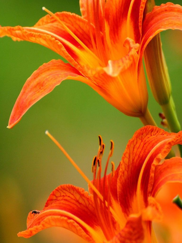 Orange Flower Wallpapers Wallpaper Cave