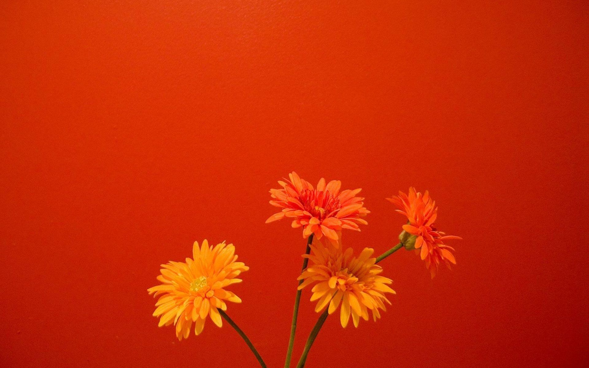 Orange Flower Wallpapers Wallpaper Cave