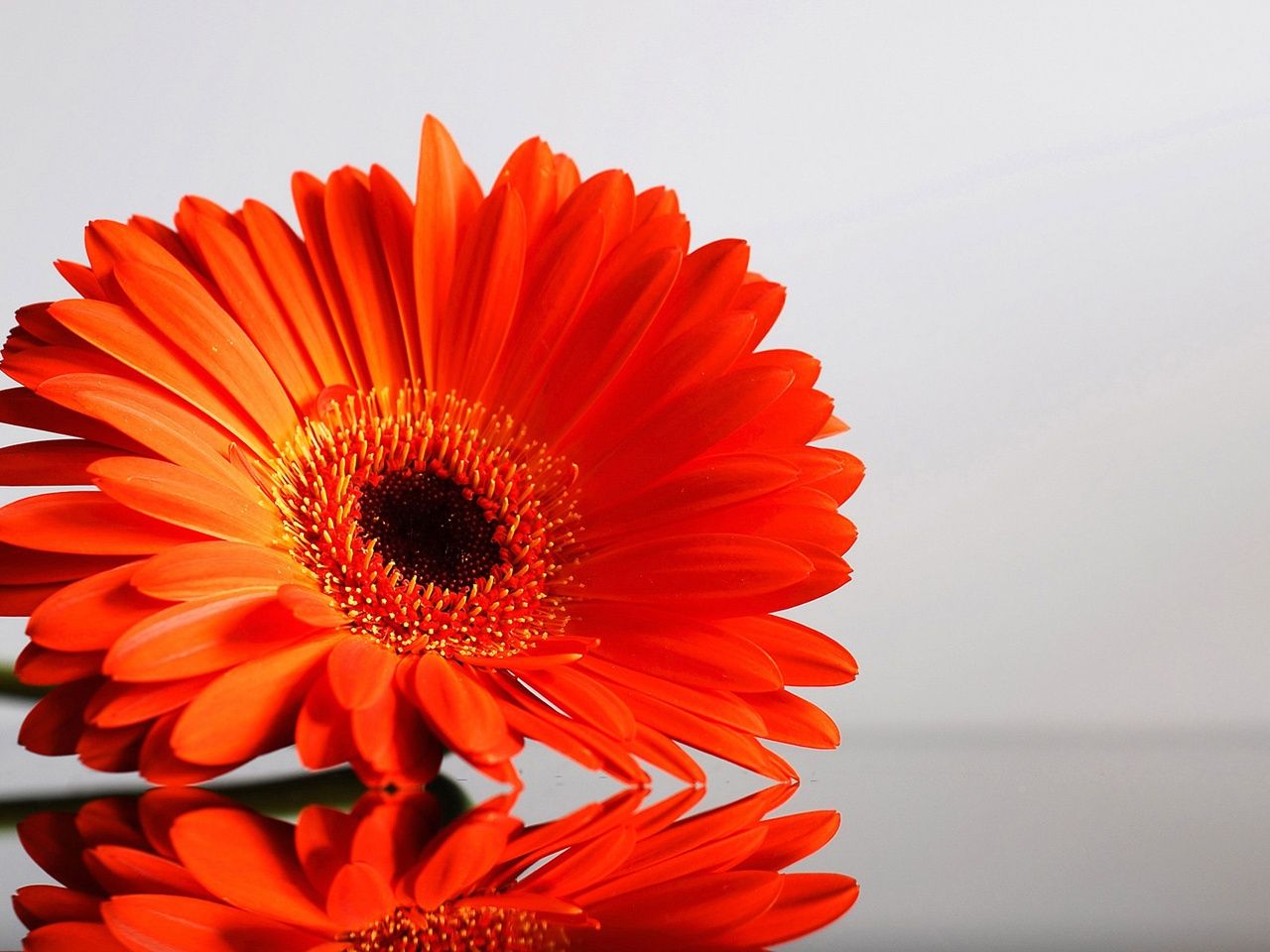 Orange Flower Wallpapers Wallpaper Cave