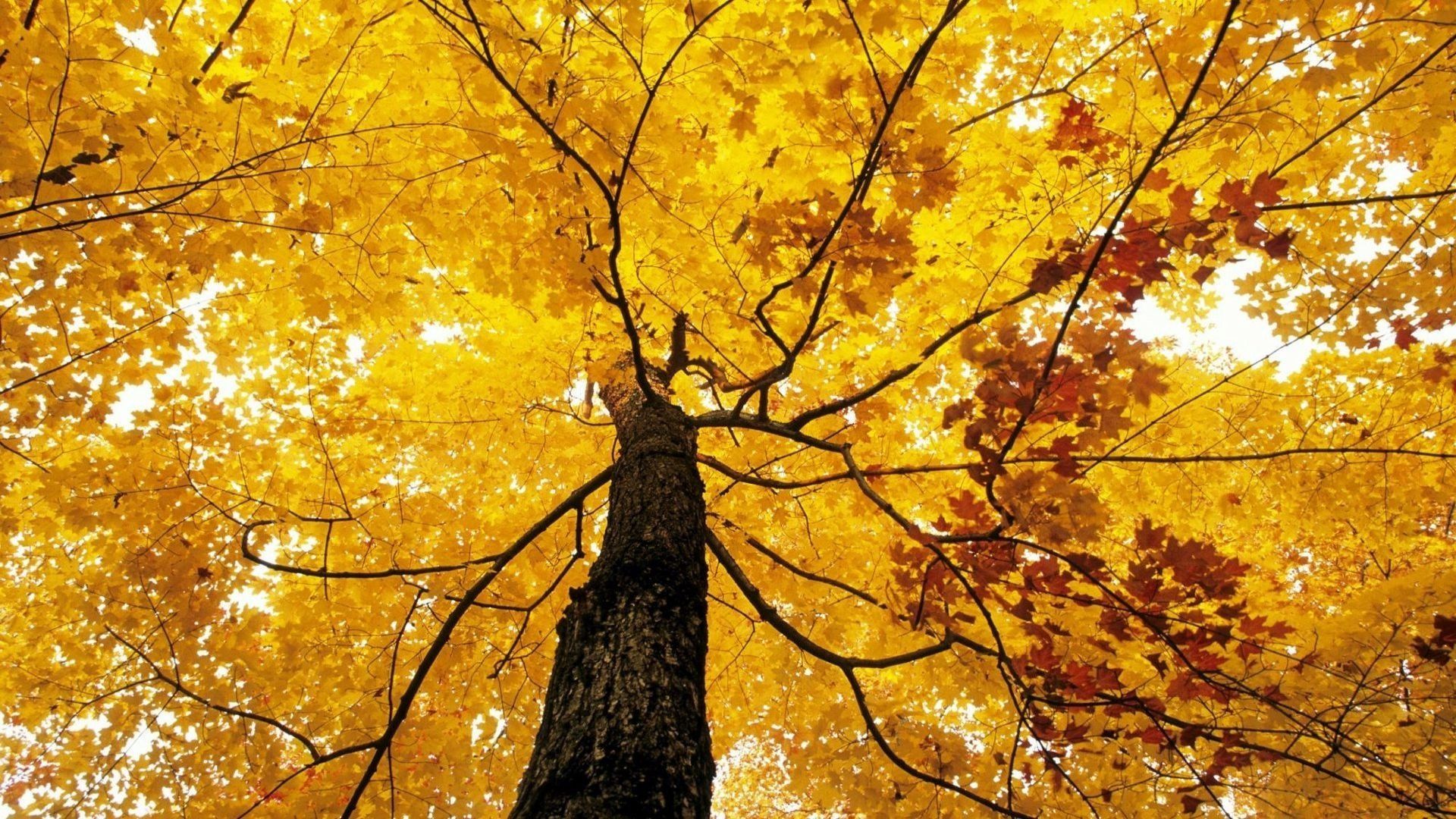 Autumn Yellow Wallpapers Wallpaper Cave