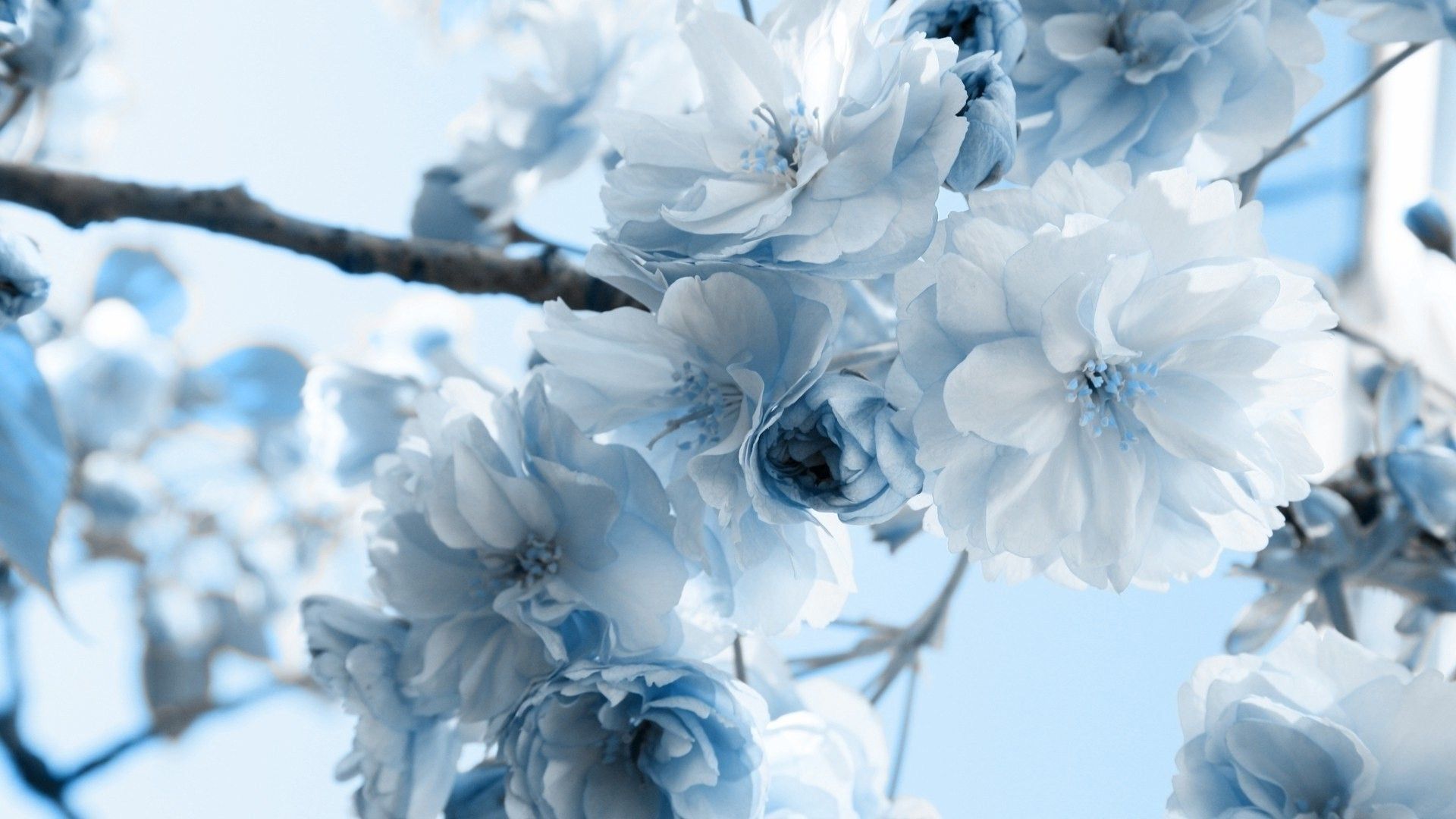 White Blue Flowers HD Wallpapers Wallpaper Cave
