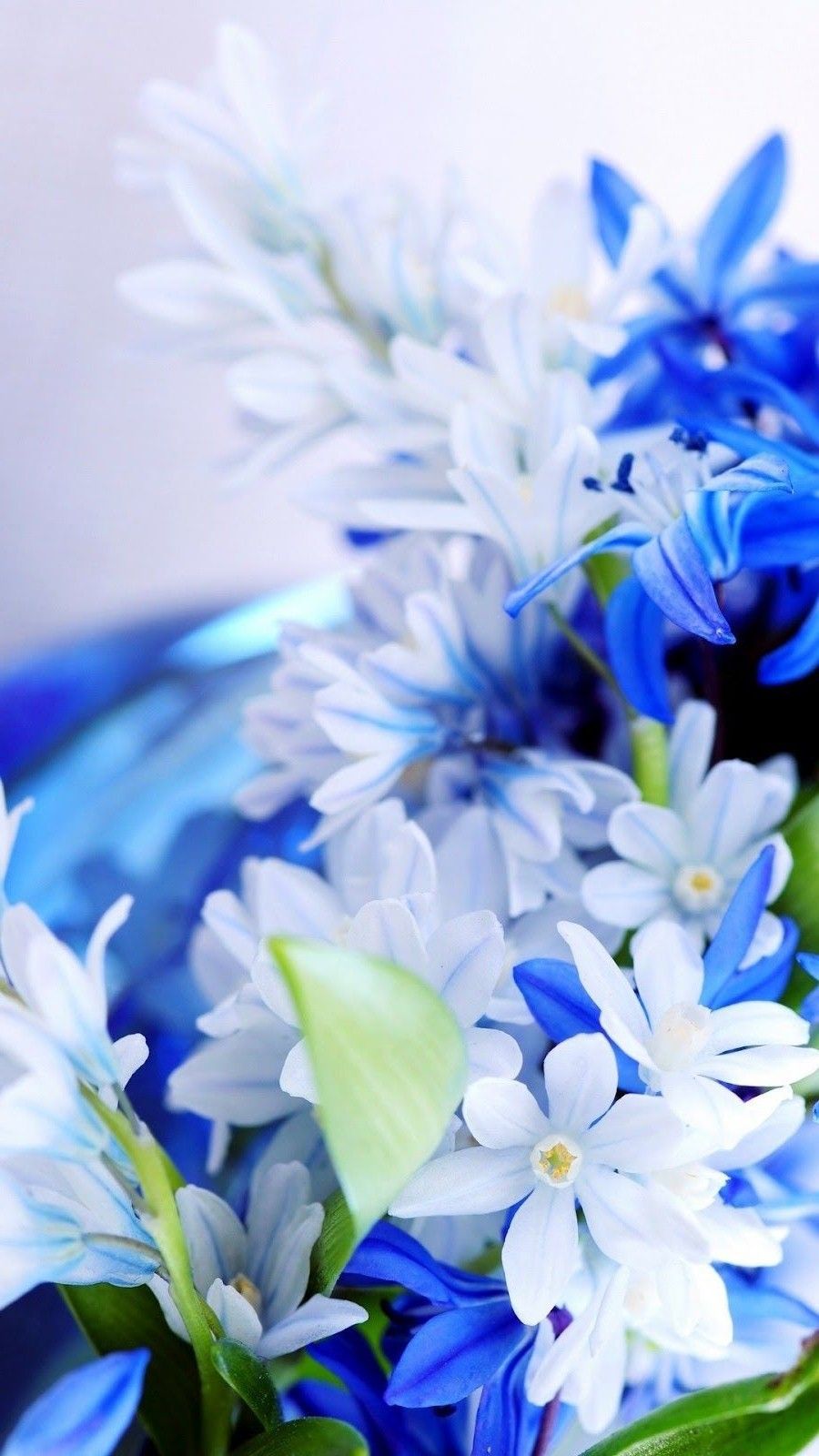 White Blue Flowers HD Wallpapers Wallpaper Cave