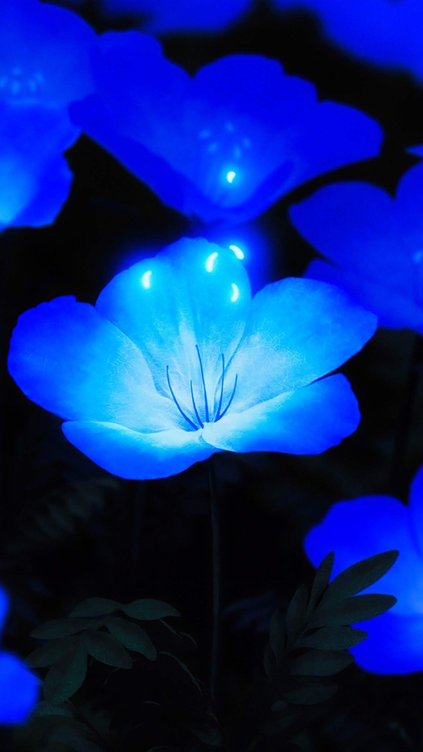 White Blue Flowers HD Wallpapers Wallpaper Cave