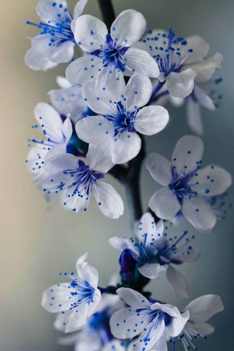 White Blue Flowers HD Wallpapers Wallpaper Cave