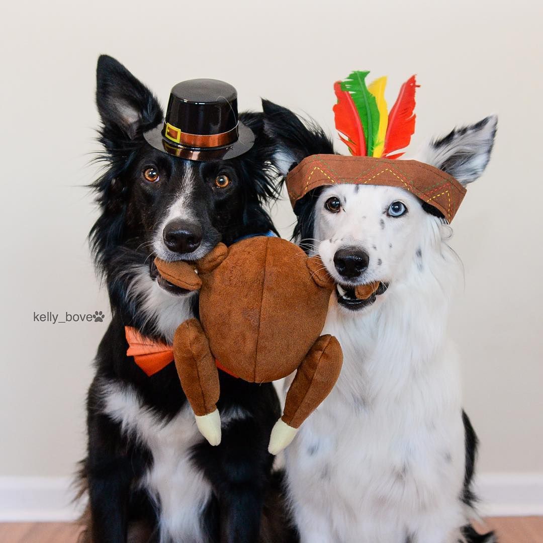 Thanksgiving Puppy Wallpaper