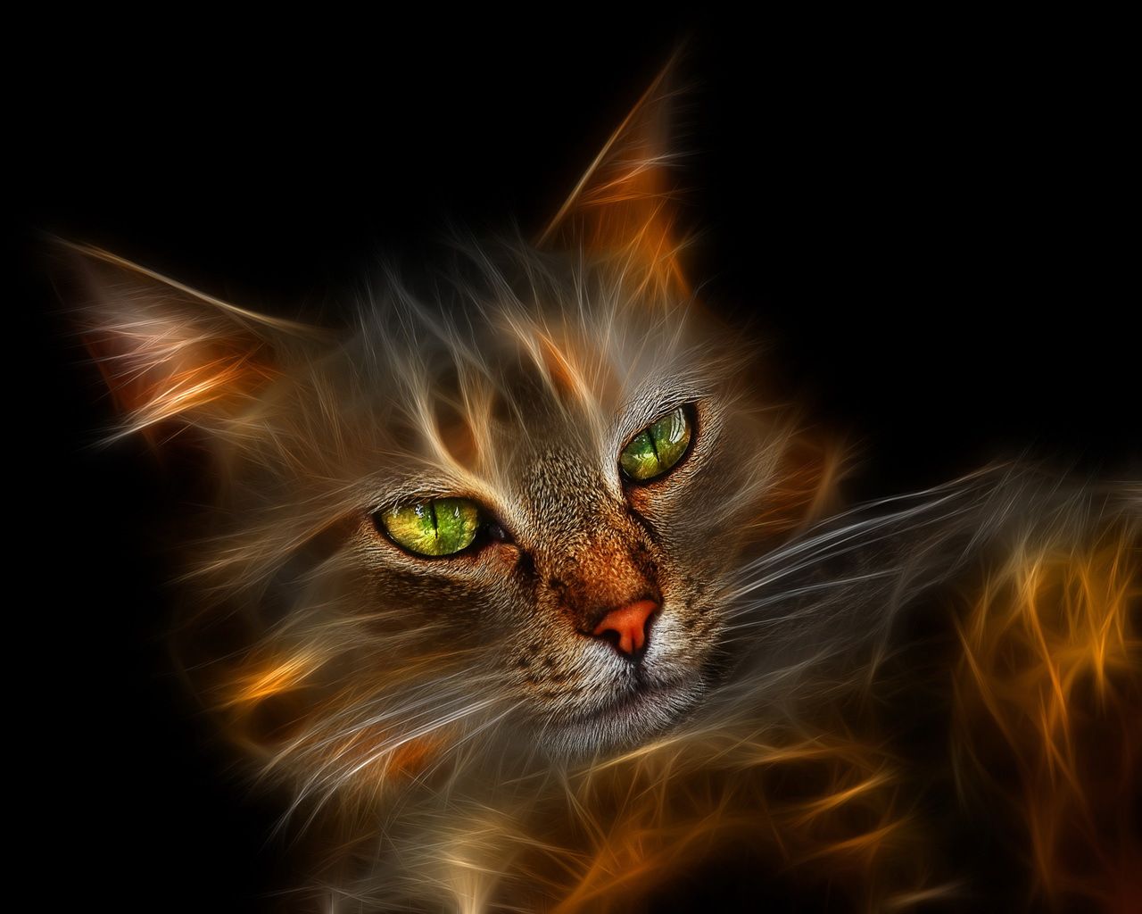 Fire Cats Wallpapers Wallpaper Cave
