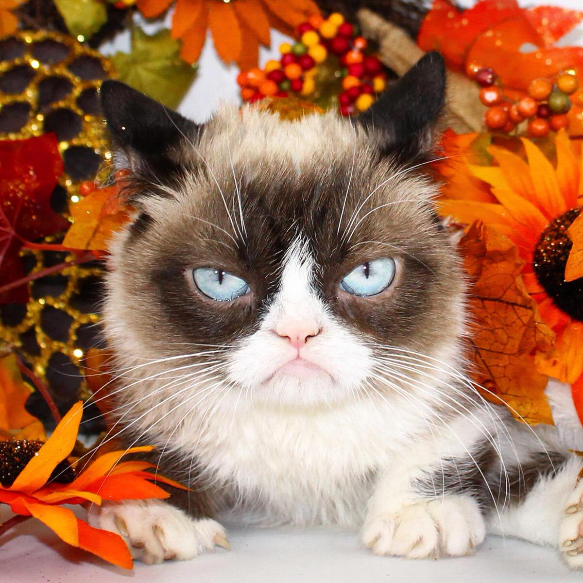 Cats And Thanksgiving Wallpapers Wallpaper Cave
