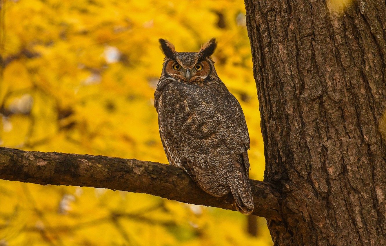 Autumn Owl Wallpapers Wallpaper Cave