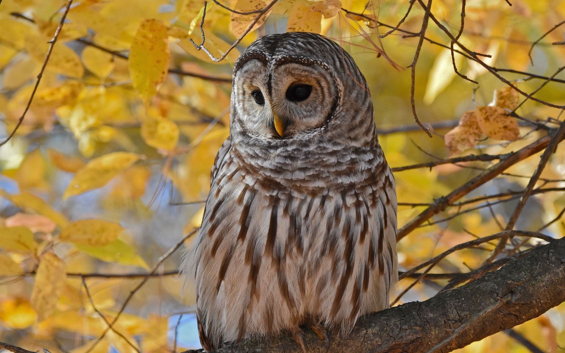 Autumn Owl Wallpapers Wallpaper Cave