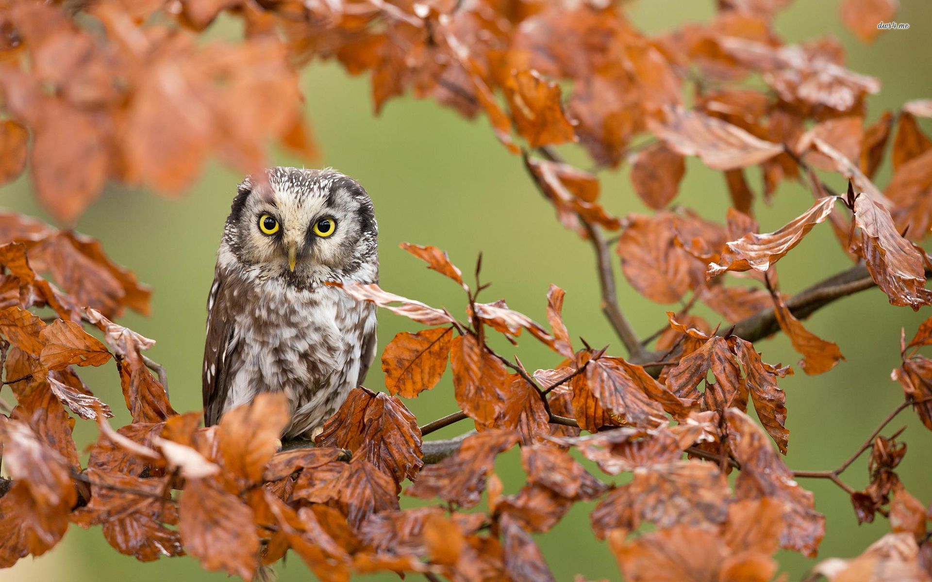 Autumn Owl Wallpapers Wallpaper Cave