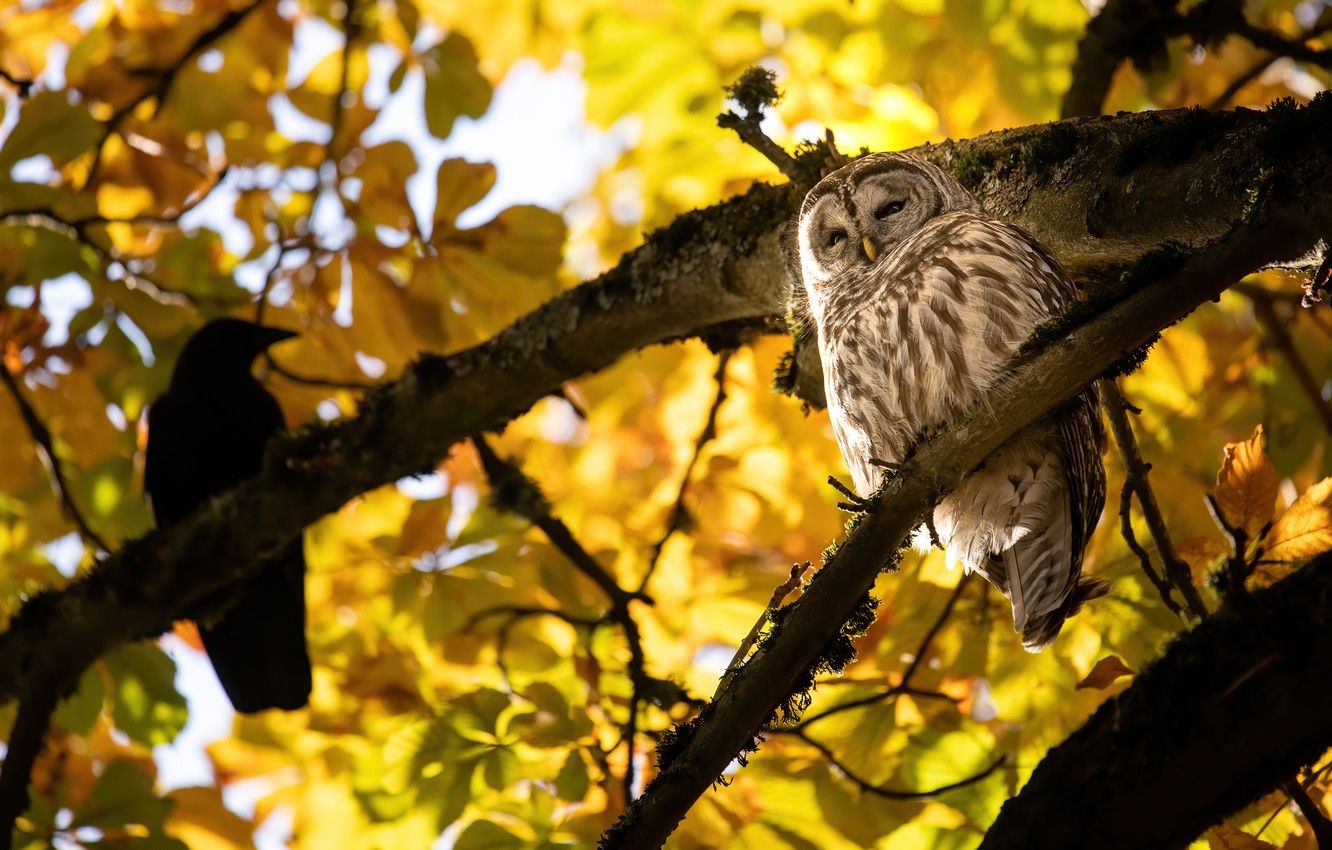 Autumn Owl Wallpapers Wallpaper Cave
