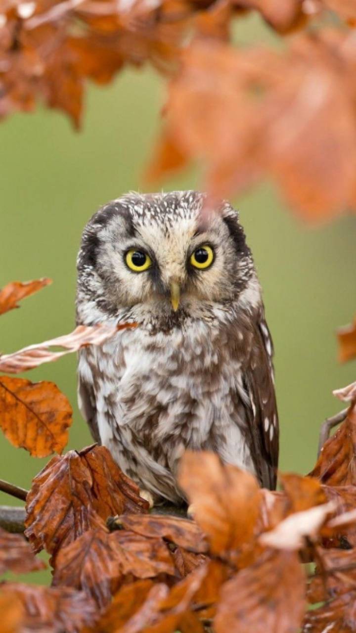 Autumn Owl Wallpapers Wallpaper Cave