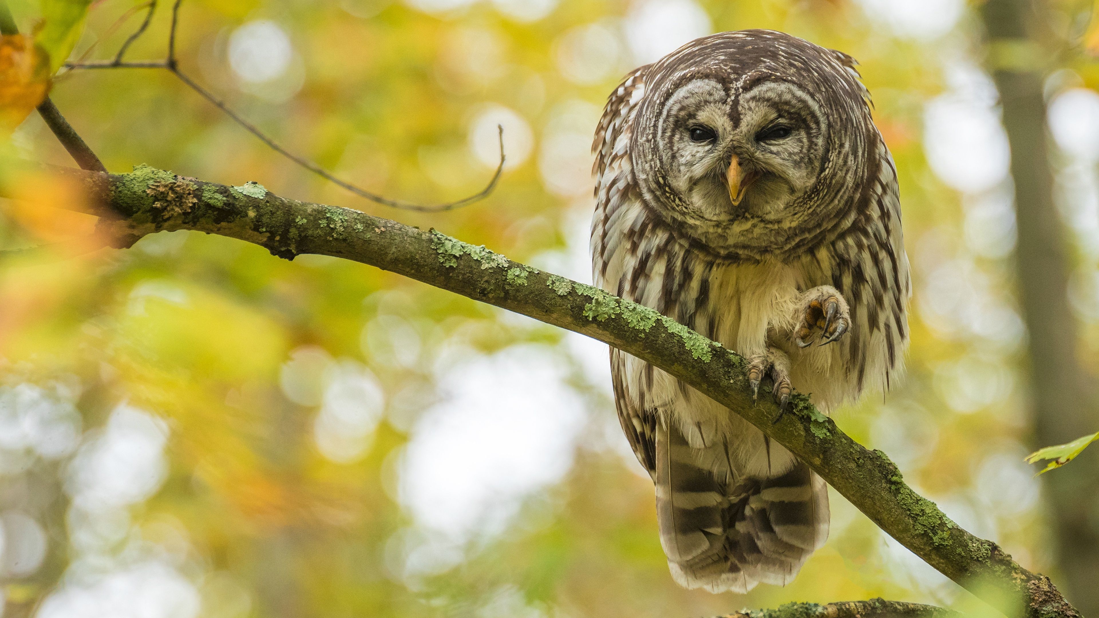 Autumn Owl Wallpapers Wallpaper Cave
