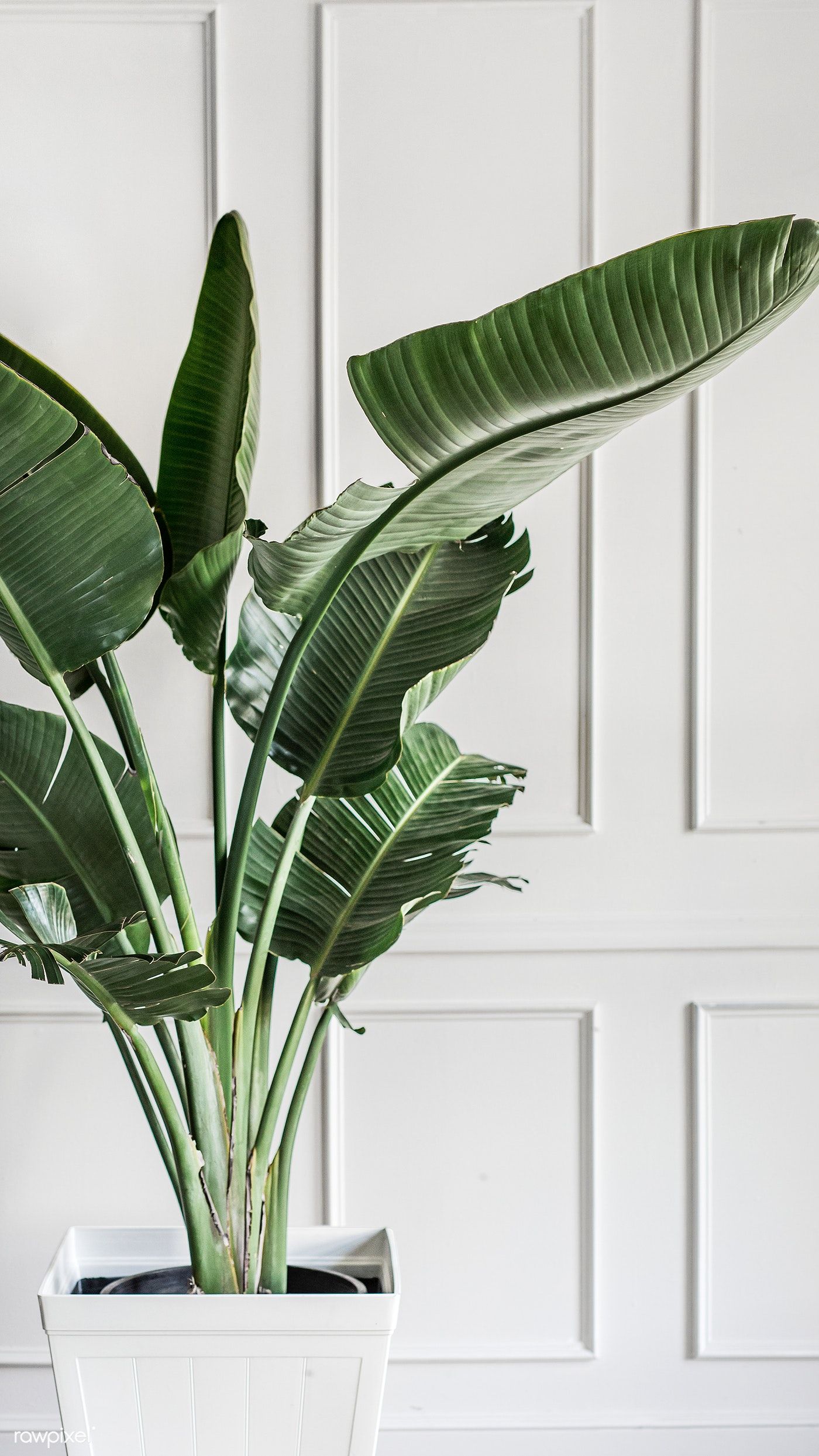 Indoor Plants Wallpapers Wallpaper Cave