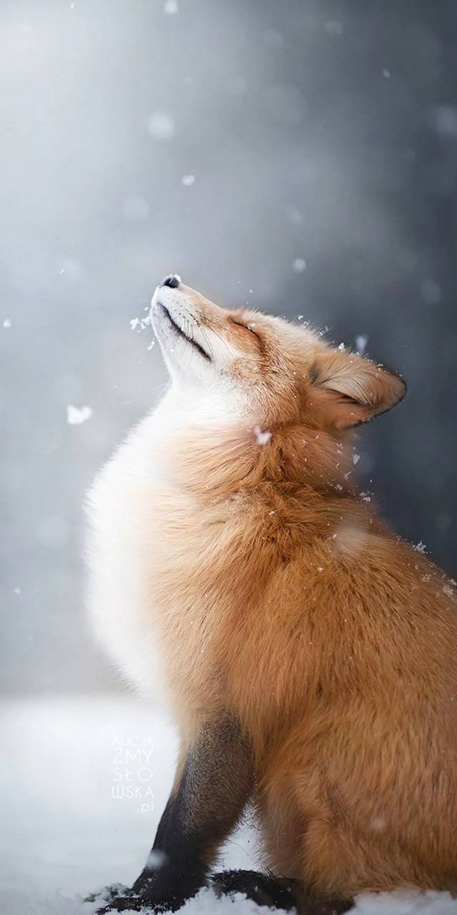 Fox Iphone Wallpaper