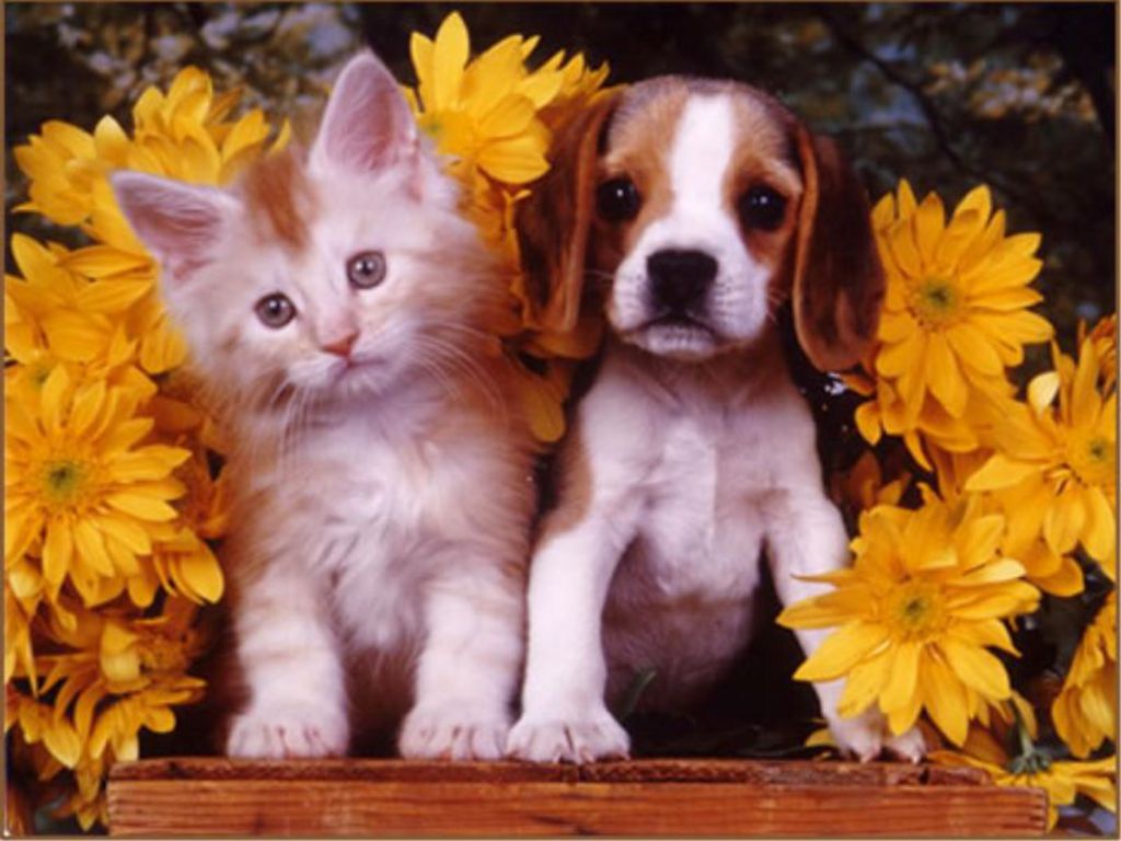 Puppy And Kittens Wallpapers Wallpaper Cave