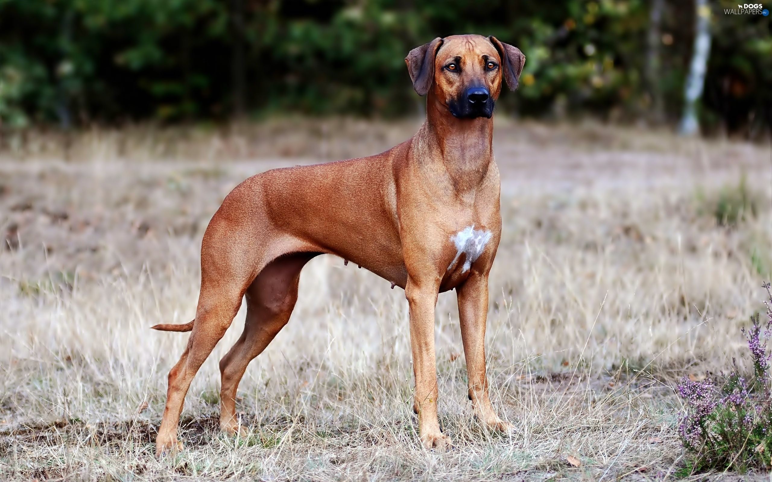 Doberman And Rhodesian Ridgeback Wallpapers Wallpaper Cave