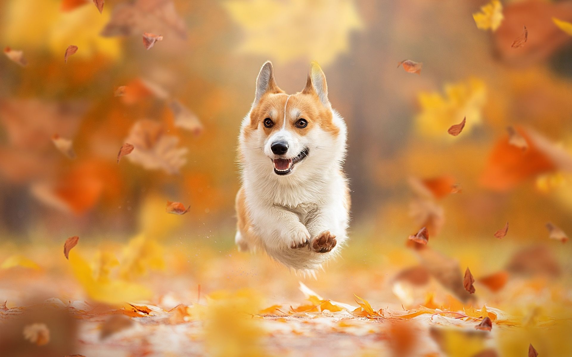 Dog Wallpapers Wallpaper Cave