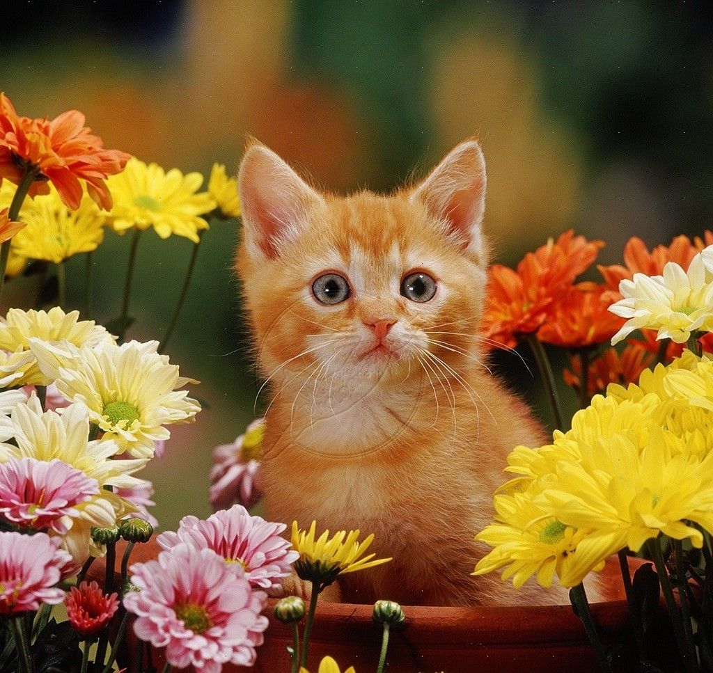 Thanksgiving Kitten Wallpapers Wallpaper Cave