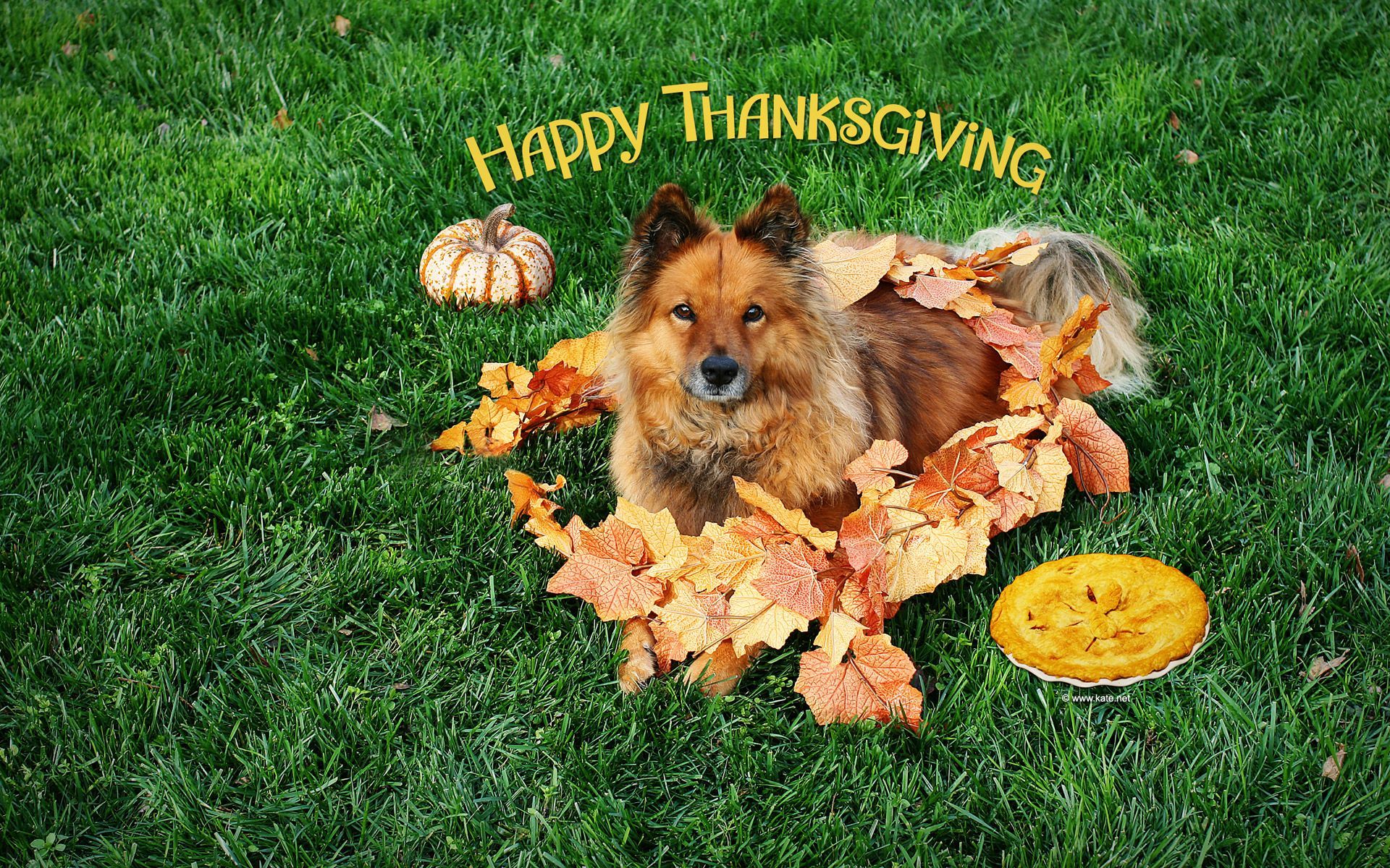 Thanksgiving Pet Wallpapers Wallpaper Cave