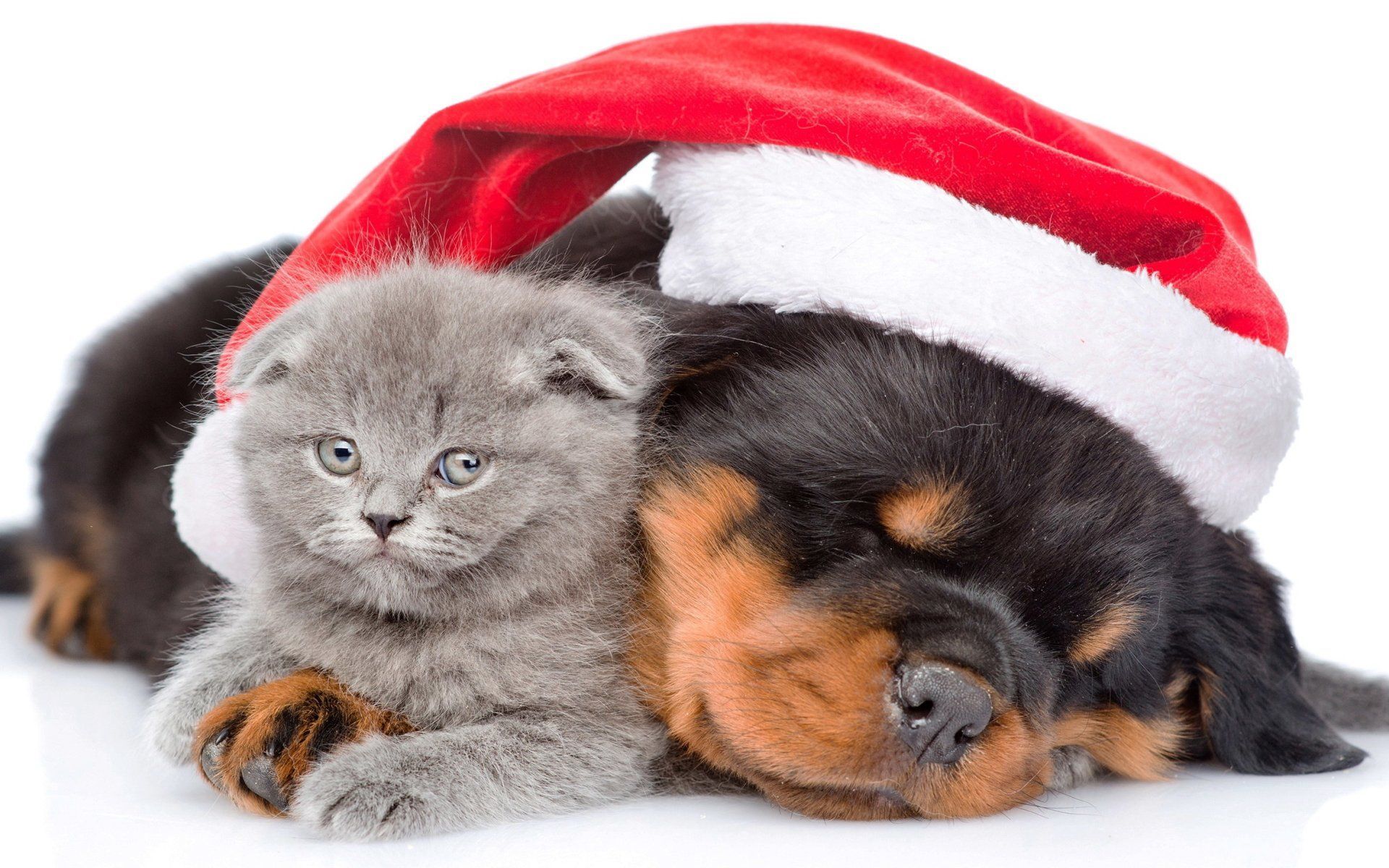 Christmas Dog And Kitten Wallpapers Wallpaper Cave