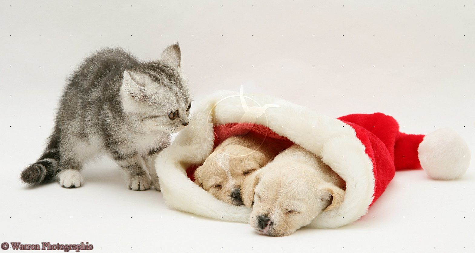 Puppy And Kitten Christmas Wallpapers Wallpaper Cave
