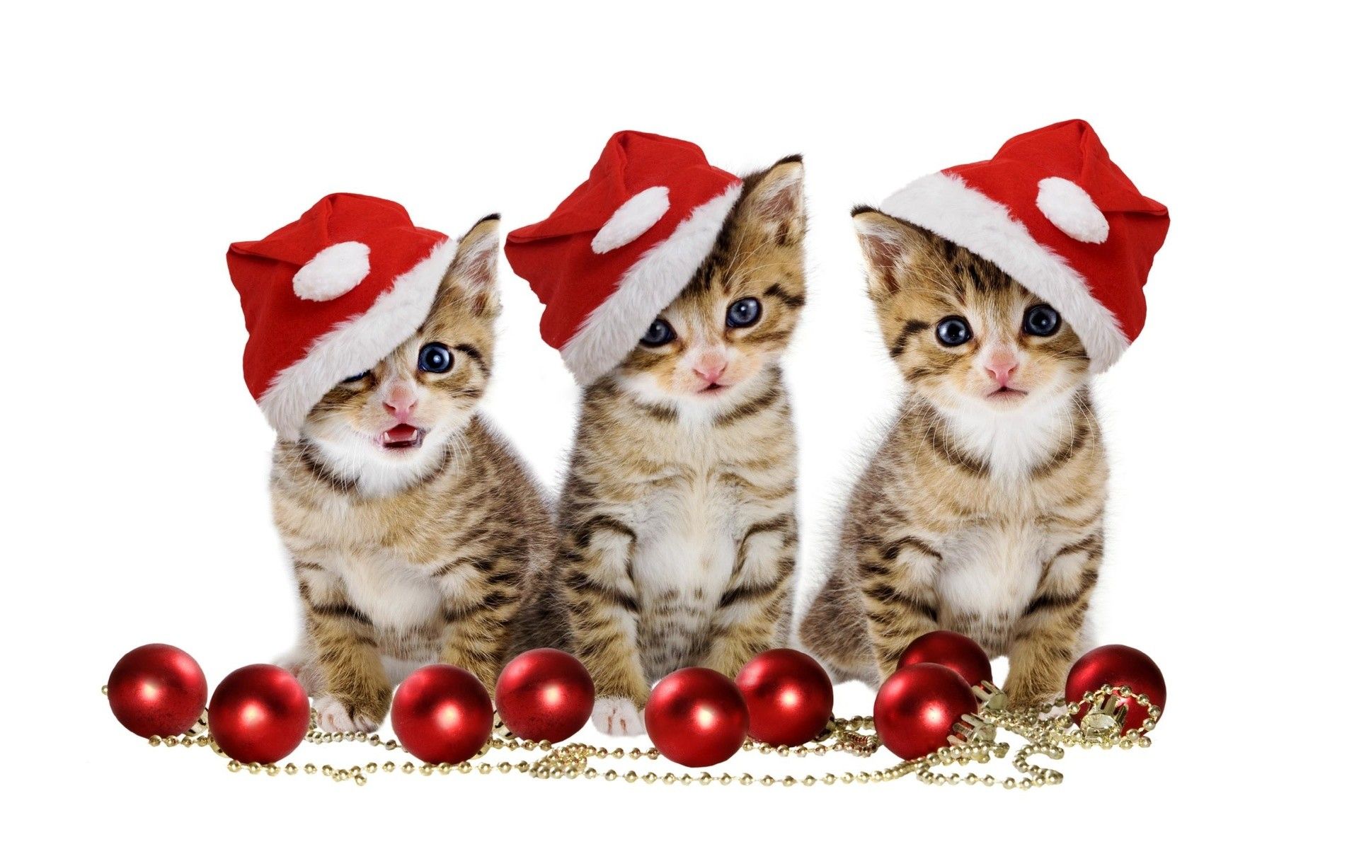 Cute Christmas Cats And Dogs Wallpapers Wallpaper Cave
