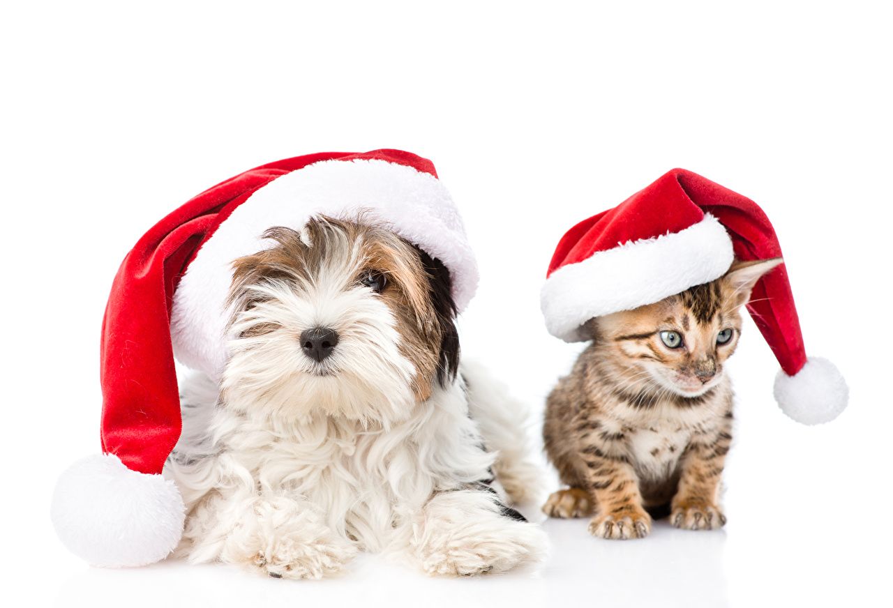 Cute Christmas Cats And Dogs Wallpapers Wallpaper Cave
