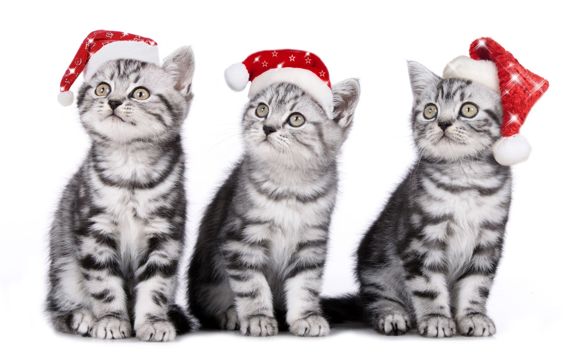 Cute Christmas Cats And Dogs Wallpapers Wallpaper Cave
