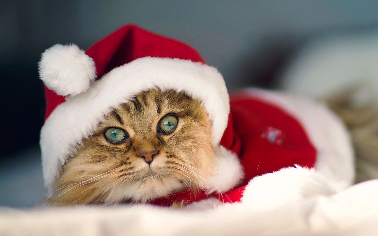 Cute Christmas Cats And Dogs Wallpapers Wallpaper Cave