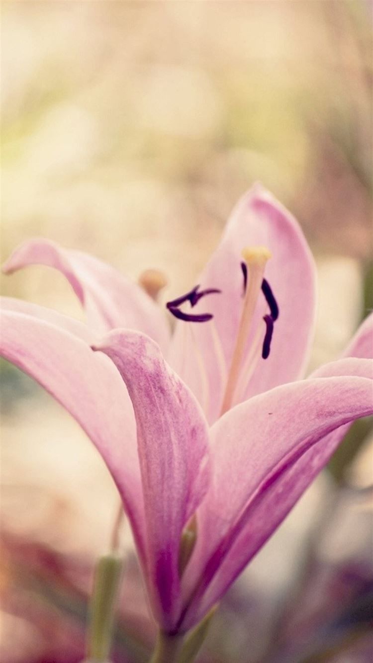 Lily Flower iPhone Wallpapers Wallpaper Cave