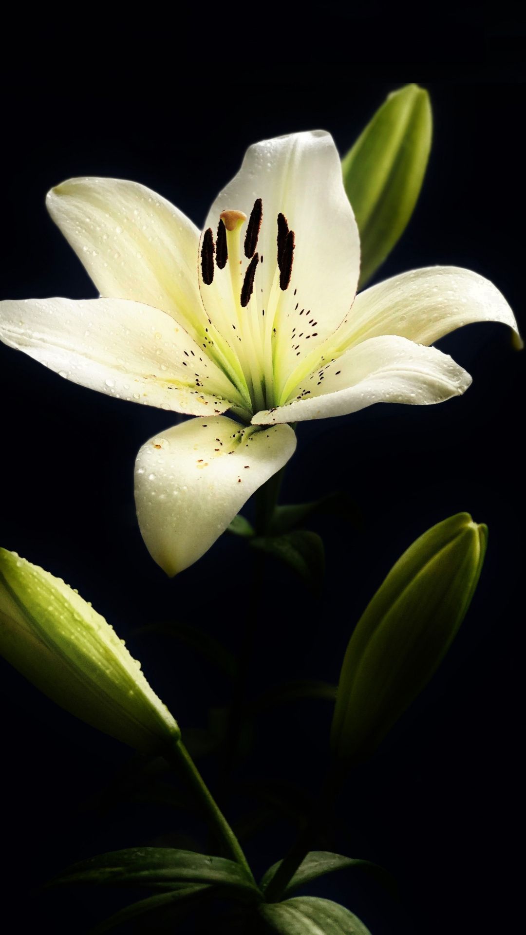 Lily Flower iPhone Wallpapers Wallpaper Cave