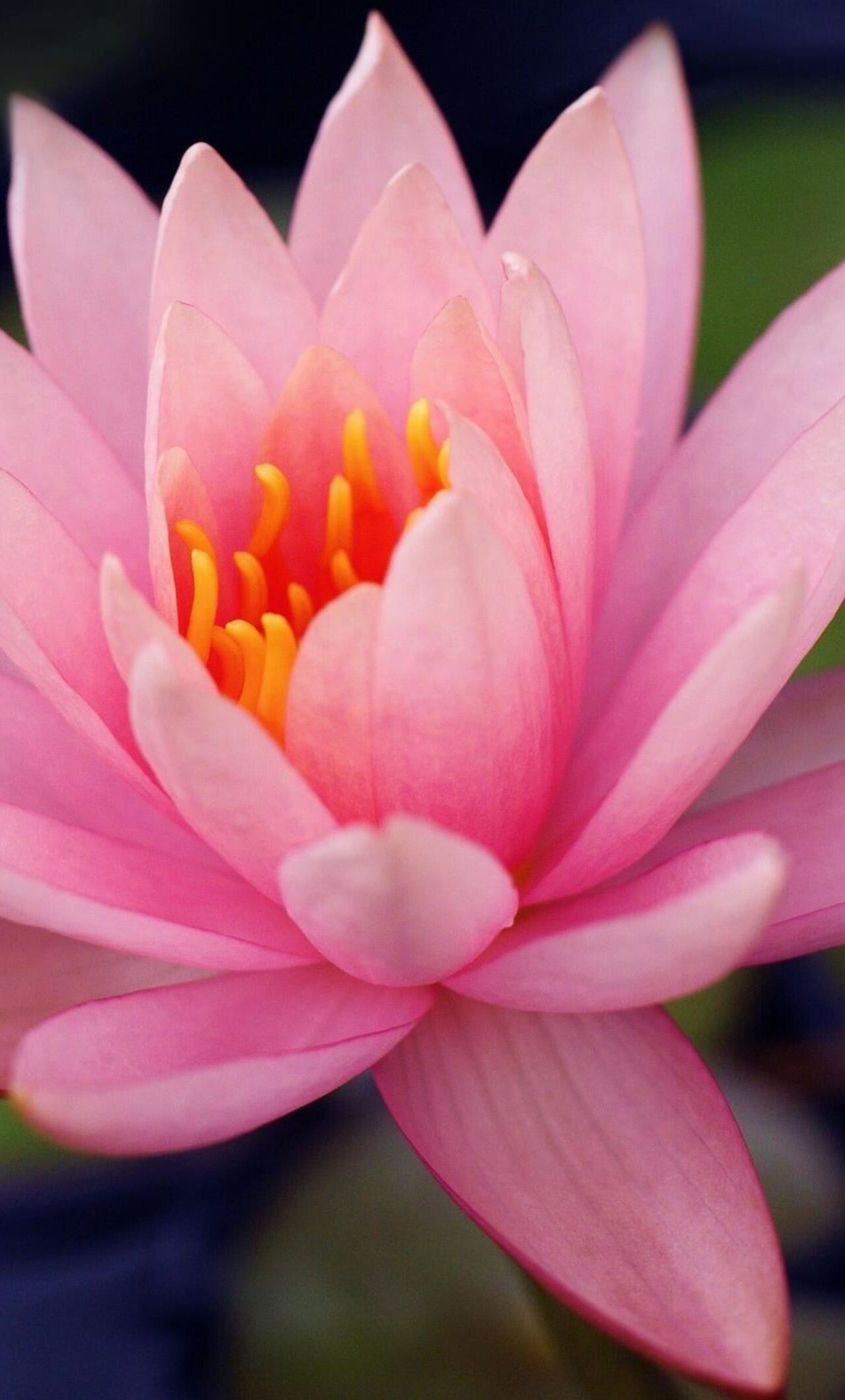 Lily Flower iPhone Wallpapers Wallpaper Cave