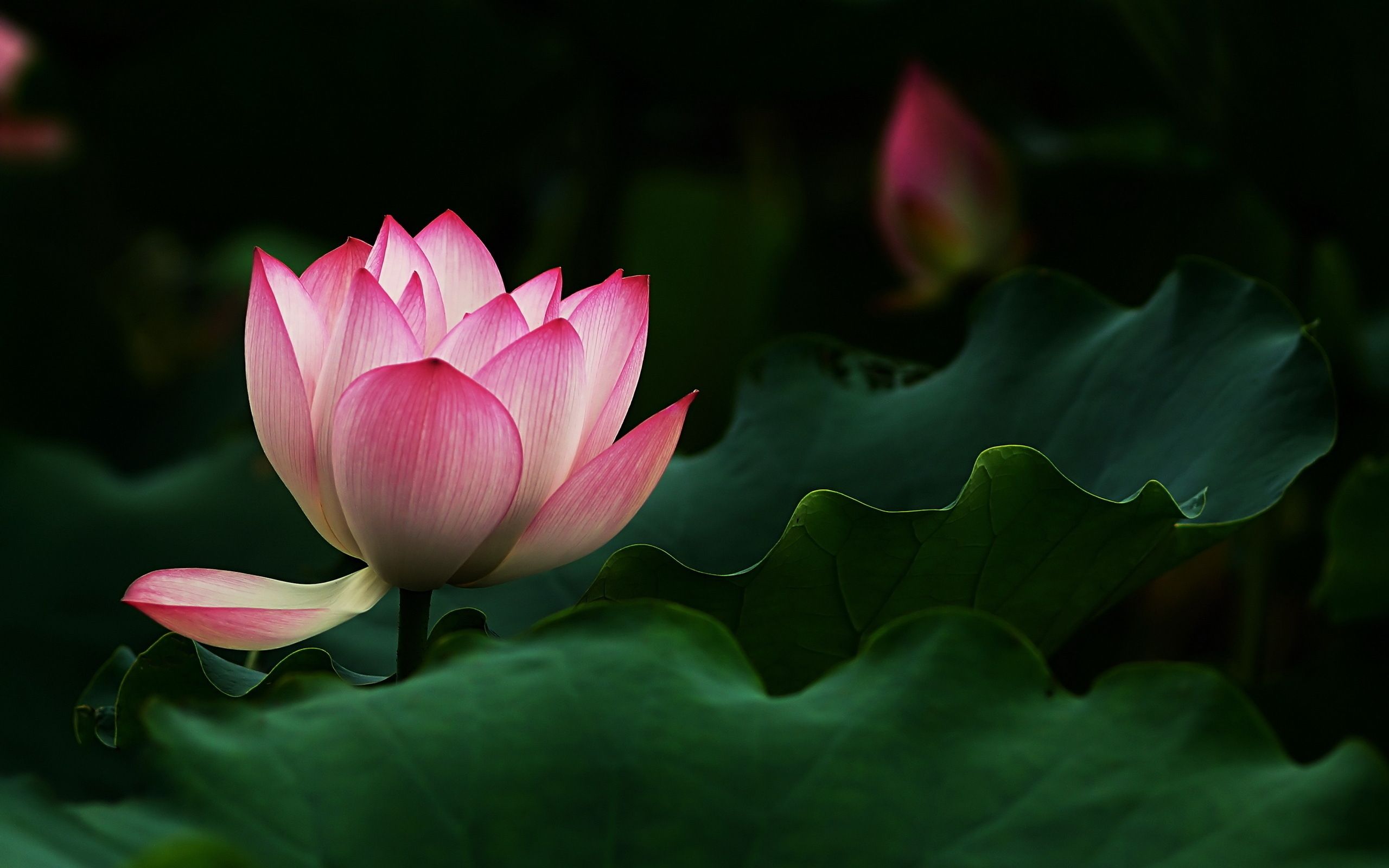 Lotus Flower Desktop Wallpaper