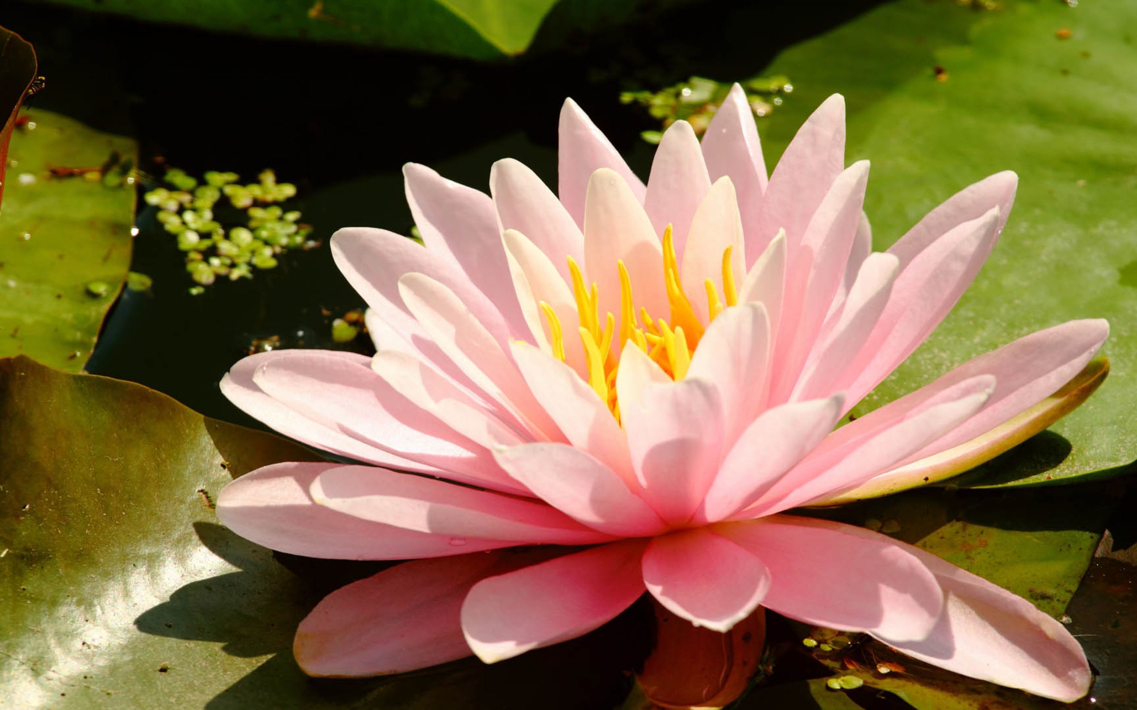 Lotus Flower Ultra HD Wallpapers Wallpaper Cave