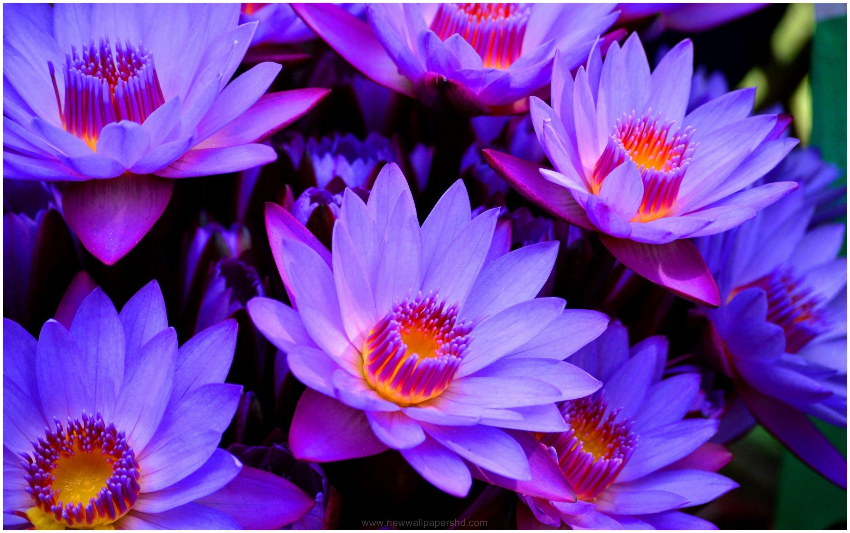 Blue Lotus Wallpapers Wallpaper Cave