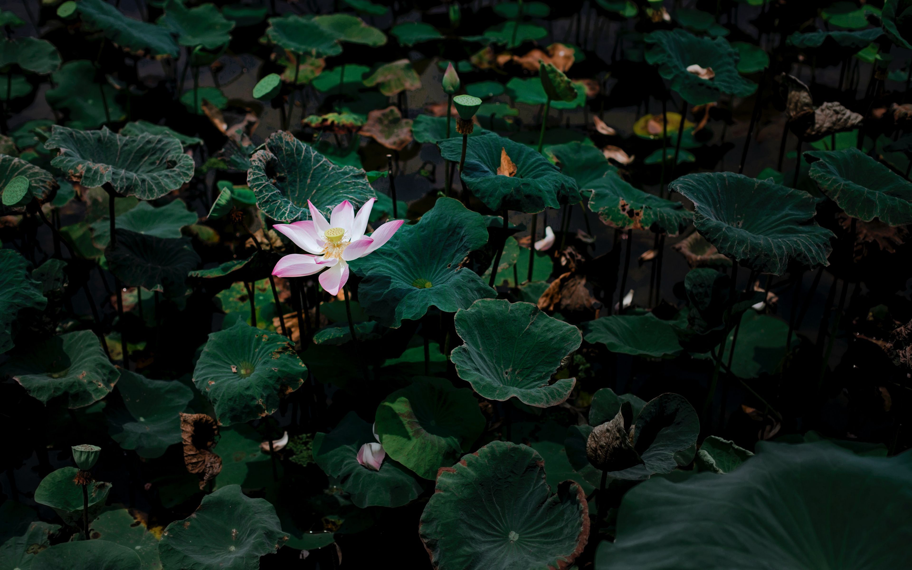 Lotus Flower Ultra HD Wallpapers Wallpaper Cave