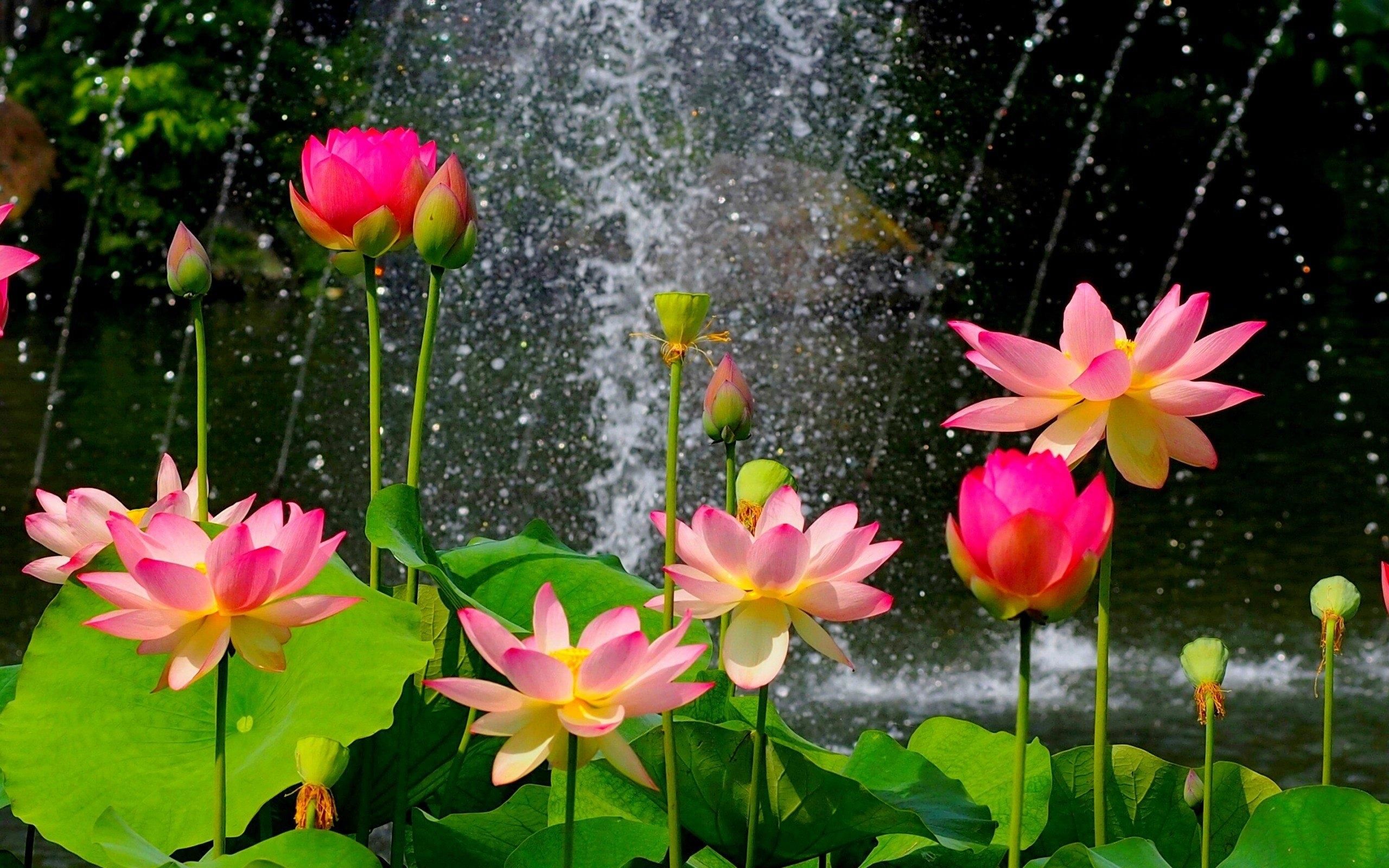 Lotus Flower Ultra HD Wallpapers Wallpaper Cave