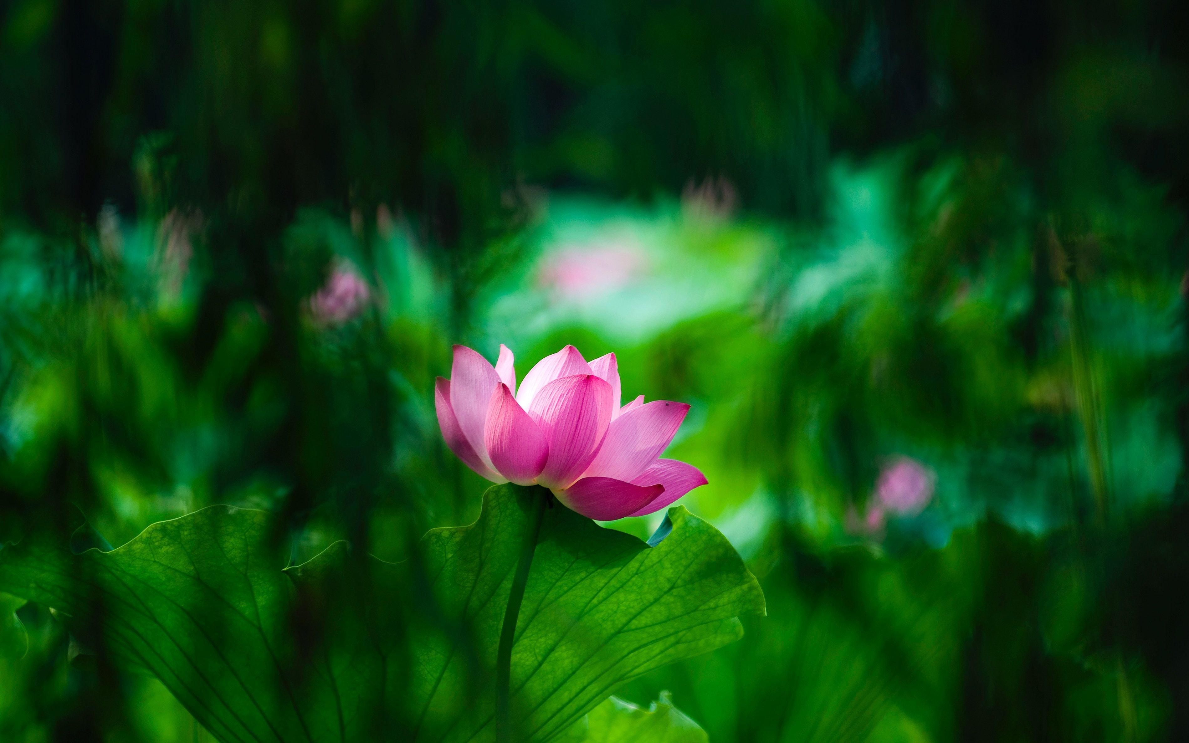 Lotus Flower Ultra HD Wallpapers Wallpaper Cave