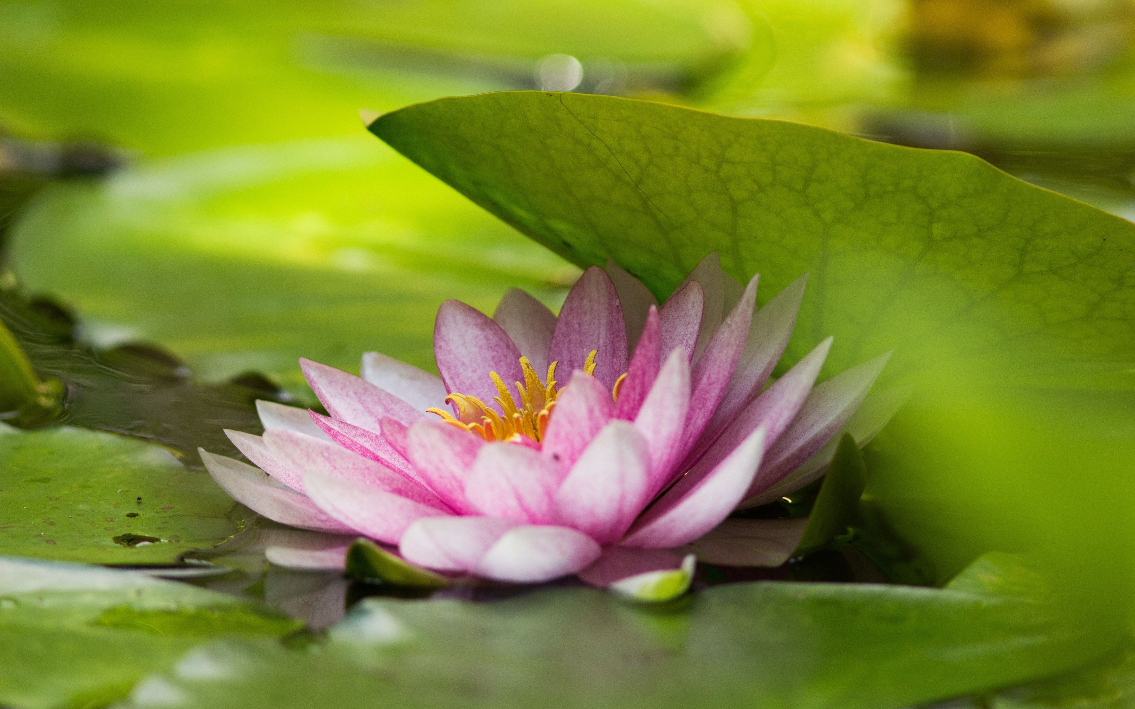4k Lotus Flower Wallpapers Wallpaper Cave