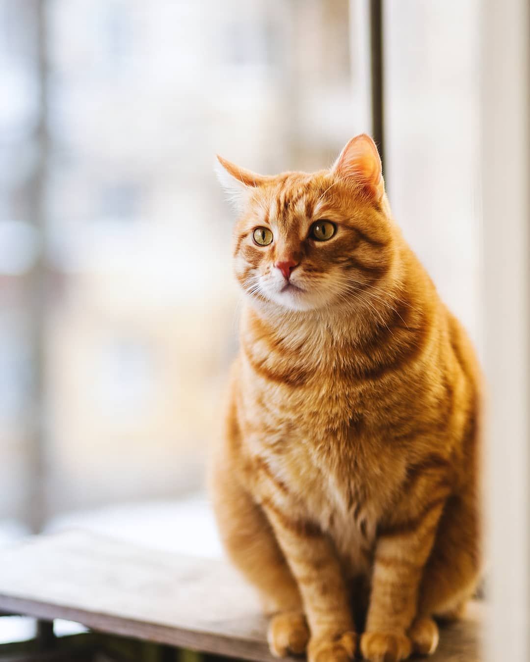 Orange Tabby Cat Wallpapers Wallpaper Cave