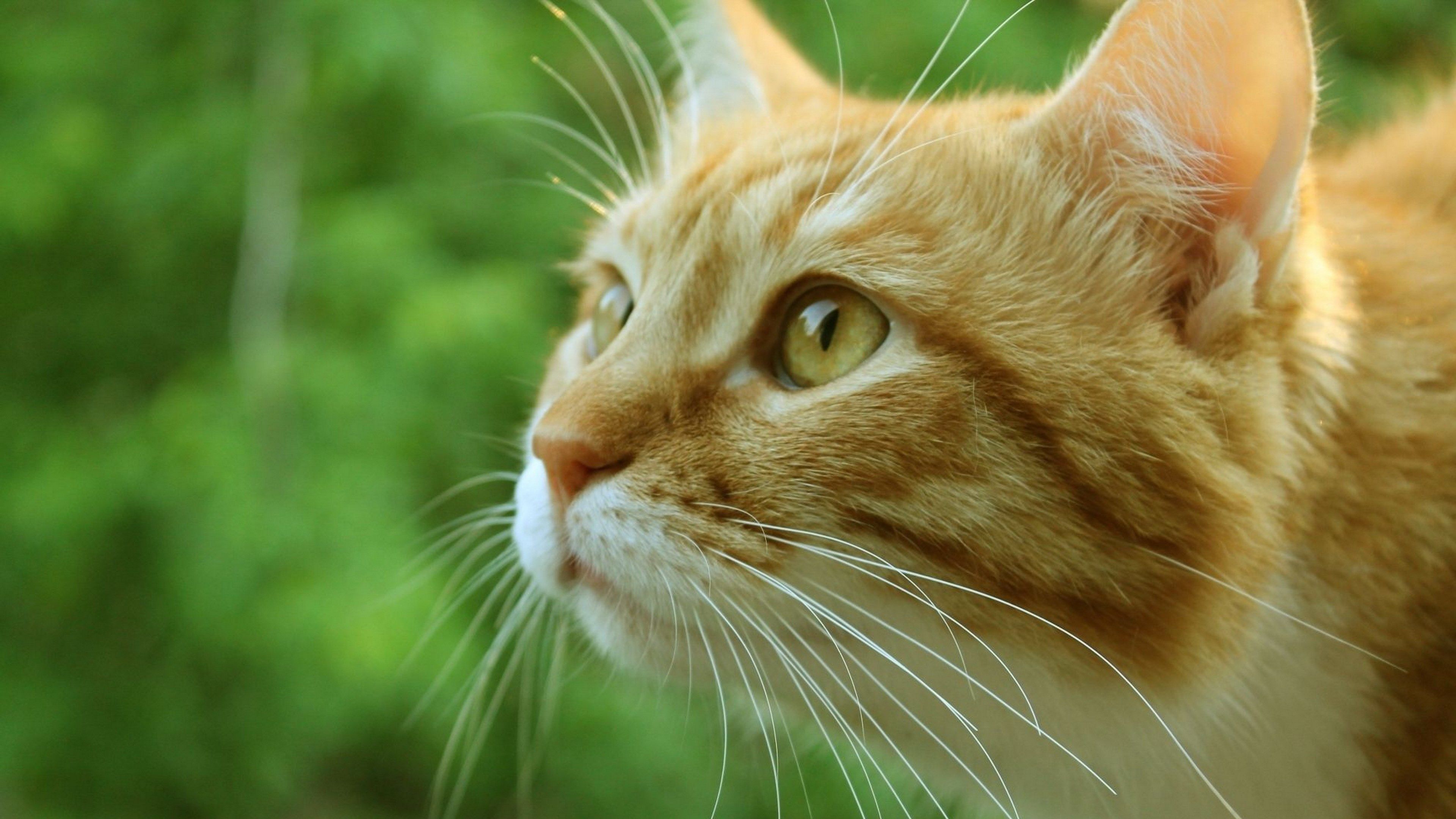 Orange Tabby Cat Wallpapers Wallpaper Cave