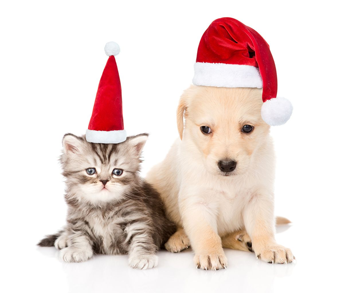 Puppy And Kitten Christmas Wallpapers Wallpaper Cave