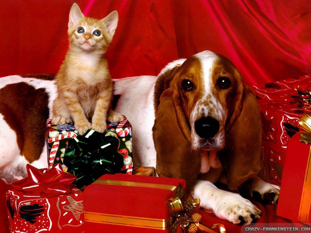 Christmas Pupies And Kittens Wallpapers Wallpaper Cave