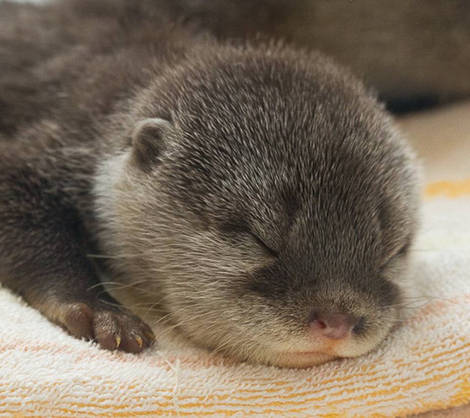 Baby Otters Wallpapers Wallpaper Cave