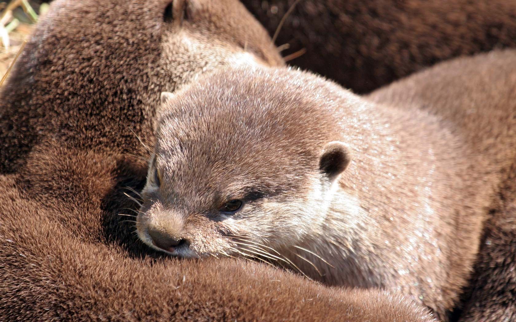 Baby Otters Wallpapers Wallpaper Cave