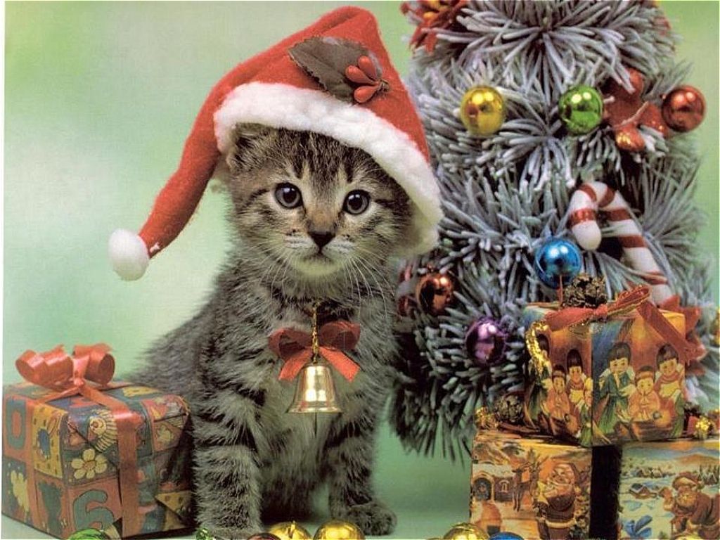 Christmas Animal Wallpapers Wallpaper Cave